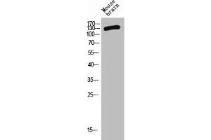 Western Blot analysis of MOUSE-BRAIN cells using CD101 Polyclonal Antibody (CD11 antibody  (Internal Region))