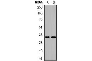 Western blot analysis of DNAJB2 expression in HEK293T (A), PC12 (B) whole cell lysates.