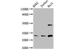 Western Blot Positive WB detected in: K562 whole cell lysate, Jurkat whole cell lysate, Raji whole cell lysate All lanes: CCND3 antibody at 3.