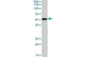 SH2D4A MaxPab rabbit polyclonal antibody.