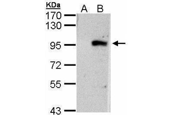 ECEL1 antibody
