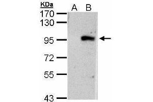 WB Image Western Blot analysis of ECEL1 expression in transfected 293T cell line by ECEL1 polyclonal antibody. (ECEL1 antibody)