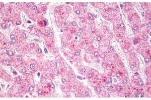 Anti-c-Met antibody IHC staining of human liver.