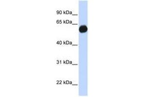 Image no. 1 for anti-A Kinase (PRKA) Anchor Protein 1 (AKAP1) (AA 541-571) antibody (ABIN6740485) (AKAP1 antibody  (AA 541-571))