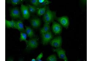 Anti-PDE4A mouse monoclonal antibody (ABIN2453430) immunofluorescent staining of COS7 cells transiently transfected by pCMV6-ENTRY PDE4A (RC207765). (PDE4A antibody)