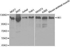 Western blot analysis of extracts of various cell lines, using HK1 antibody. (Hexokinase 1 antibody)