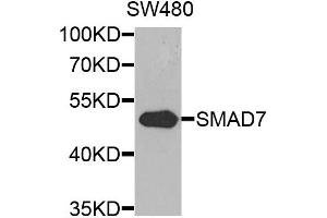 Western blot analysis of extracts of SW480 cells, using SMAD7 antibody. (SMAD7 antibody)