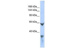 LRP1 antibody used at 1 ug/ml to detect target protein. (LRP1 antibody)