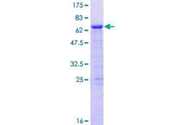 PHF15 Protein (AA 1-246) (GST tag)