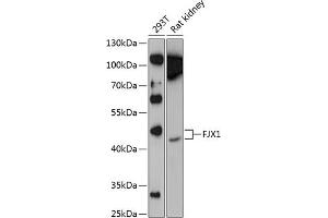 Western blot analysis of extracts of various cell lines, using FJX1 Antibody (ABIN6132035, ABIN6140644, ABIN6140645 and ABIN6224952) at 1:1000 dilution. (FJX1 antibody  (AA 138-437))