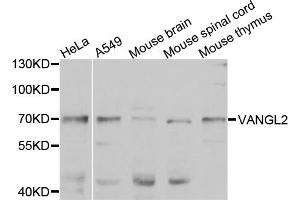 Western blot analysis of extracts of various cell lines, using VANGL2 antibody. (VANGL2 antibody)