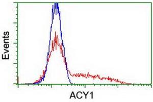 HEK293T cells transfected with either RC201284 overexpress plasmid (Red) or empty vector control plasmid (Blue) were immunostained by anti-ACY1 antibody (ABIN2454819), and then analyzed by flow cytometry. (Aminoacylase 1 antibody)