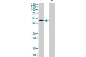 Western Blot analysis of SEPT12 expression in transfected 293T cell line by SEPT12 MaxPab polyclonal antibody. (Septin 12 antibody  (AA 1-358))
