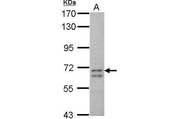 CCDC37 antibody  (N-Term)