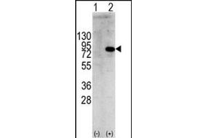 Western blot analysis of PIK3R1 (arrow) using rabbit polyclonal PIK3R1 Antibody  f. (PIK3R1 antibody  (AA 558-587))