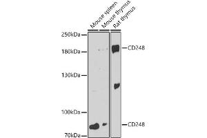 Western blot analysis of extracts of various cell lines, using CD248 antibody (ABIN6131286, ABIN6138149, ABIN6138151 and ABIN6216437) at 1:3000 dilution. (CD248 antibody  (AA 18-150))