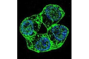 Confocal immunofluorescent analysis of ZR-75-1 cell using PCDHA8 Antibody (C-term), followed by Alexa Fluor 488-conjugated goat anti-rabbit lgG (green). (PCDHa8 antibody  (C-Term))