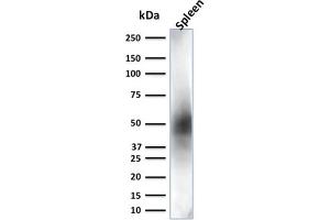 Western Blot Analysis of Spleen tissue lysate using CD63 Mouse Monoclonal Antibody (LAMP3/2881) (CD63 antibody  (AA 100-197))