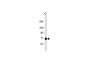 PCSK2 antibody  (N-Term)