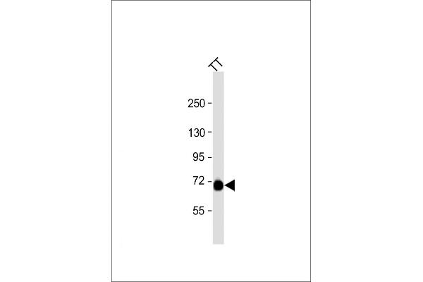 PCSK2 anticorps  (N-Term)