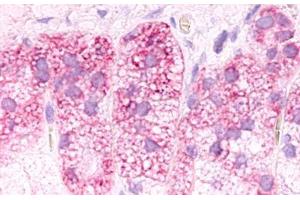 Image no. 1 for anti-G Protein-Coupled Receptor 182 (GPR182) (Cytoplasmic Domain) antibody (ABIN1048768) (G Protein-Coupled Receptor 182 antibody  (Cytoplasmic Domain))