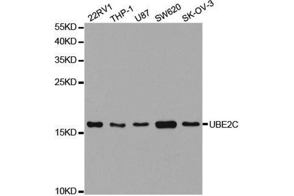 UBE2C Antikörper  (AA 1-179)