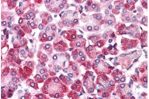 Anti-EMB antibody  ABIN1048542 IHC staining of human pancreas.