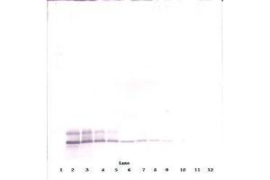 Image no. 1 for anti-Defensin, beta 104A (DEFB104A) antibody (ABIN465325) (DEFB104A antibody)