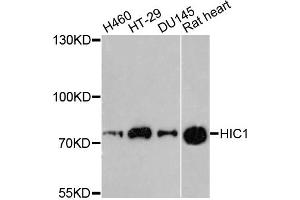 Western blot analysis of extracts of various cell lines, using HIC1 antibody. (HIC1 antibody)