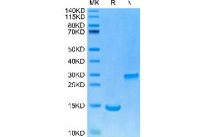 BMP2 Protein (AA 283-396)