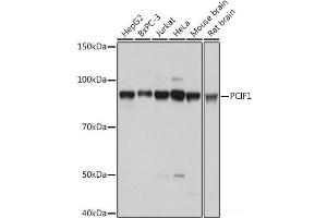 Western blot analysis of extracts of various cell lines using PCIF1 Polyclonal Antibody at dilution of 1:1000. (PCIF1 antibody)