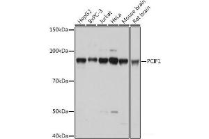 Western blot analysis of extracts of various cell lines using PCIF1 Polyclonal Antibody at dilution of 1:1000.