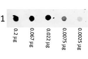Dot Blot showing the detection of Mouse IgG. (Goat anti-Mouse IgG (Heavy & Light Chain) Antibody (PE) - Preadsorbed)