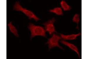 ABIN6276083 staining Hela by IF/ICC. (PSGR antibody  (Internal Region))