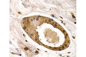 Immunohistochemistry of paraffin-embedded Human normal breast using TOR1A Polyclonal Antibody at dilution of 1:200 (40x lens). (TOR1A antibody)