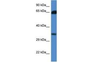 Image no. 1 for anti-Methylthioribose-1-Phosphate Isomerase 1 (Mri1) (AA 100-149) antibody (ABIN6746835) (MRI1 antibody  (AA 100-149))