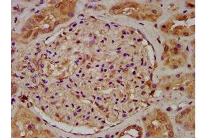IHC image of ABIN7174627 diluted at 1:200 and staining in paraffin-embedded human kidney tissue performed on a Leica BondTM system. (UGT1A6 antibody  (AA 278-410))