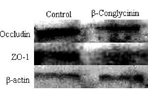 Western Blotting (WB) image for anti-Occludin (OCLN) (AA 431-522) antibody (ABIN687337)