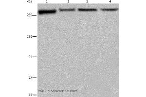 Western blot analysis of PC3, Hela, NIH/3T3 and HUVEB cell, using FLNA Polyclonal Antibody at dilution of 1:800 (Filamin A antibody)