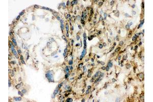 Immunohistochemistry (IHC) image for anti-Lamin B1 (LMNB1) (AA 266-583) antibody (ABIN3042505)