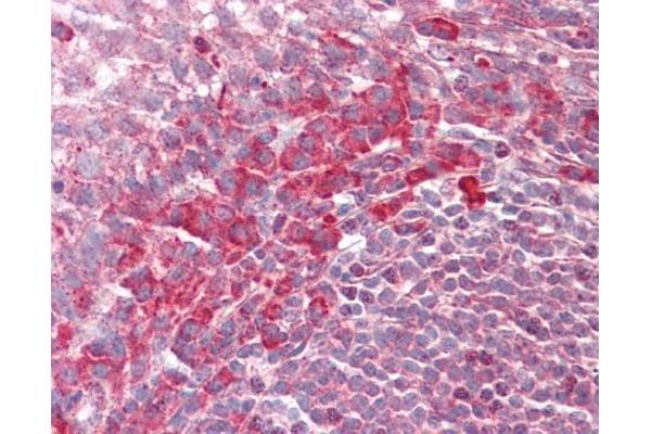 PEX13 antibody  (C-Term)