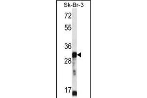 Western blot analysis in SK-BR-3 cell line lysates (35ug/lane). (OR5D13 antibody  (AA 172-199))