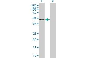 Western Blot analysis of KRR1 expression in transfected 293T cell line by KRR1 MaxPab polyclonal antibody. (KRR1 antibody  (AA 1-381))
