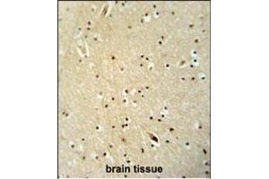 NGRN antibody (C-term) (ABIN654592 and ABIN2844291) immunohistochemistry analysis in formalin fixed and paraffin embedded human brain tissue followed by peroxidase conjugation of the secondary antibody and DAB staining. (NGRN antibody  (C-Term))