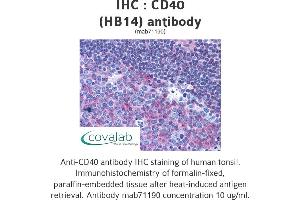 Image no. 1 for anti-CD40 (CD40) antibody (ABIN1724028) (CD40 antibody)