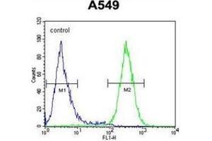 Flow cytometric analysis of A549 cells using GTPBP8 Antibody (Center) Cat.