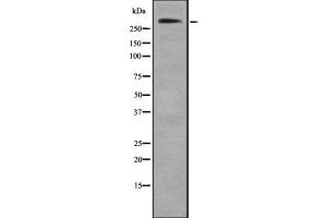 Western blot analysis of Collagen VII α1 using HeLa whole cell lysates (COL7A1 antibody  (C-Term))