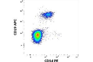 Flow cytometry multicolor surface staining of human gated lymphocytes stained using anti-human CD1d (51. (CD1d antibody  (PE))
