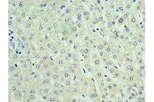 Immunohistochemistry of paraffin-embedded human liver tissue using ABIN7168307 at dilution of 1:100 (UPF0568 Protein C14orf166 (RTRAF) (AA 1-244) antibody)