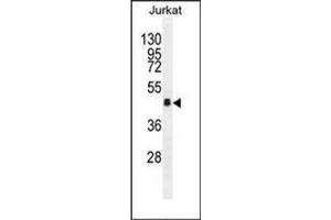 Western blot analysis of OR4N4 Antibody (N-term) in Jurkat cell line lysates (35ug/lane).